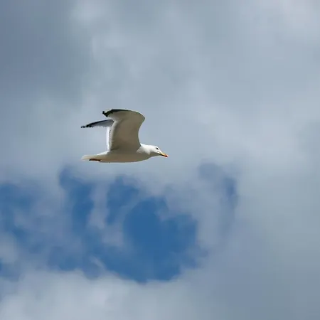 Апартаменты Letica Макарска